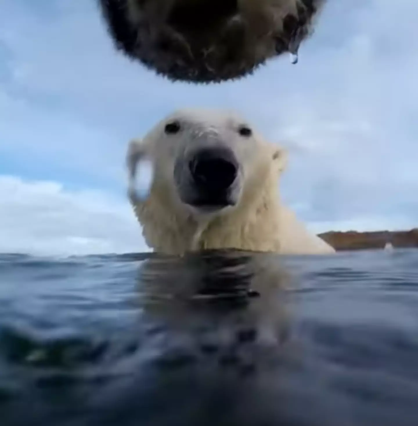 Chilled out polar bear waves at the camera before taking a closer