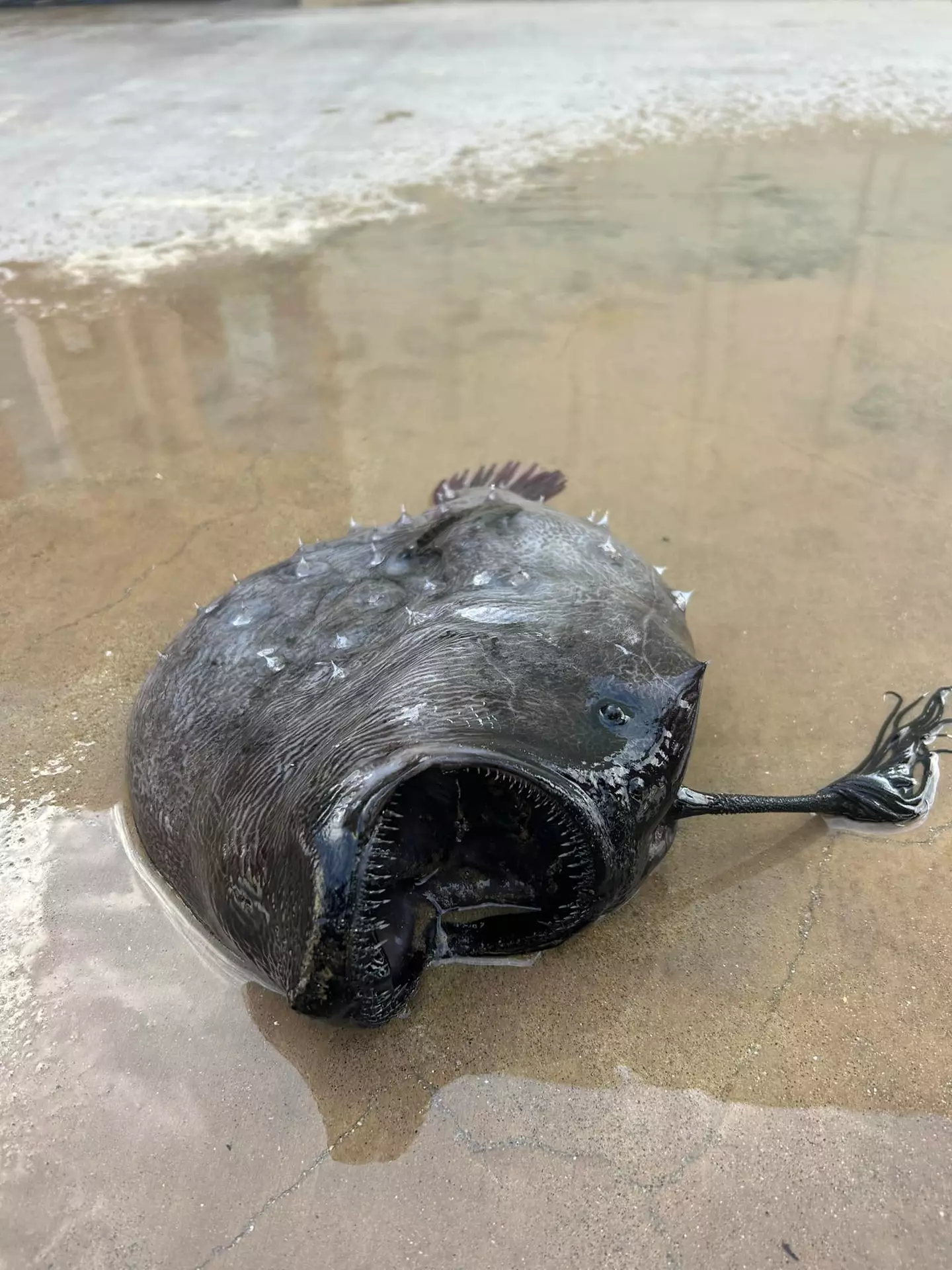 A Pacific footballfish washed up on a beach in California.