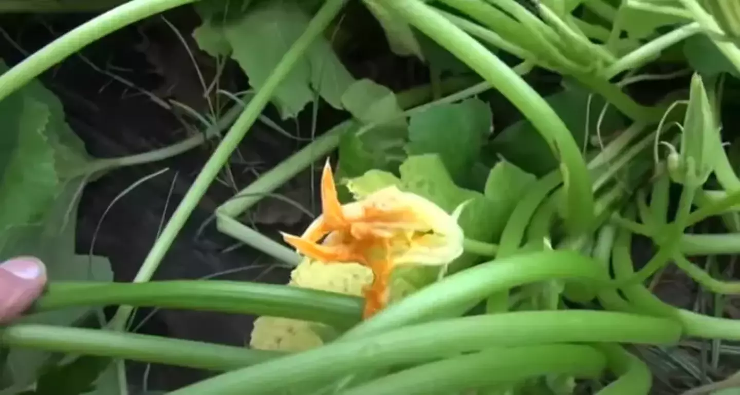 It was compared to a squash plant. (5 News)