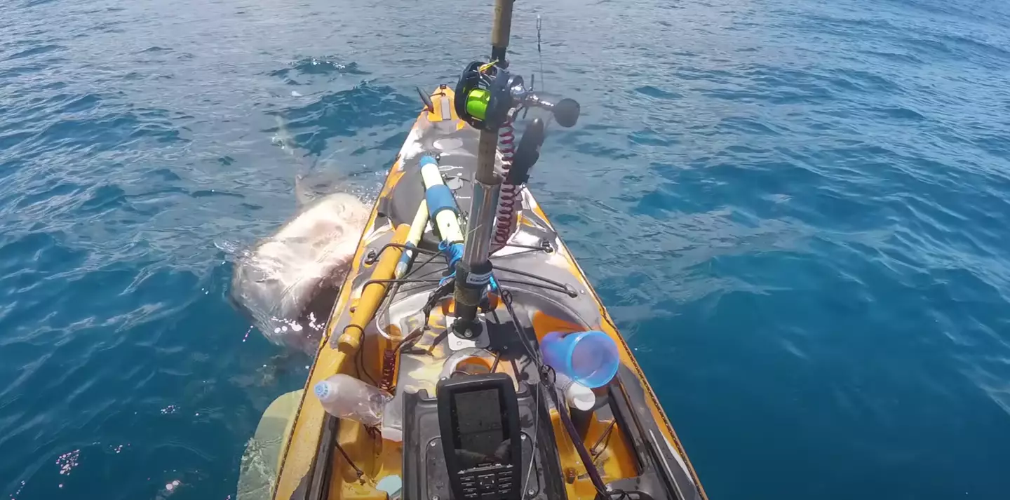 A tiger shark rammed in the man's kayak off the coast of Hawaii.