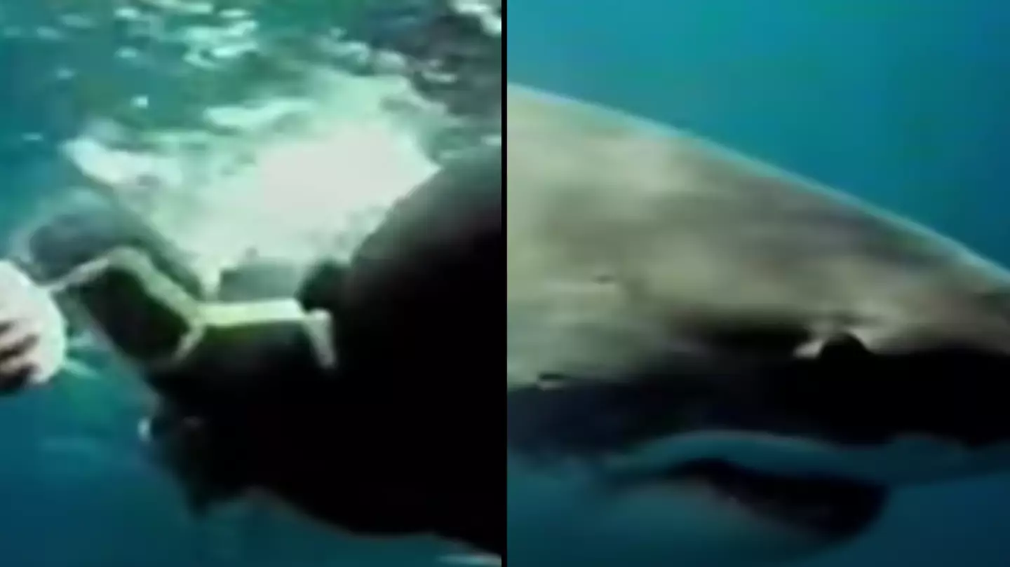 Man shocked the world with 'shark attack footage' after being eaten alive by great white