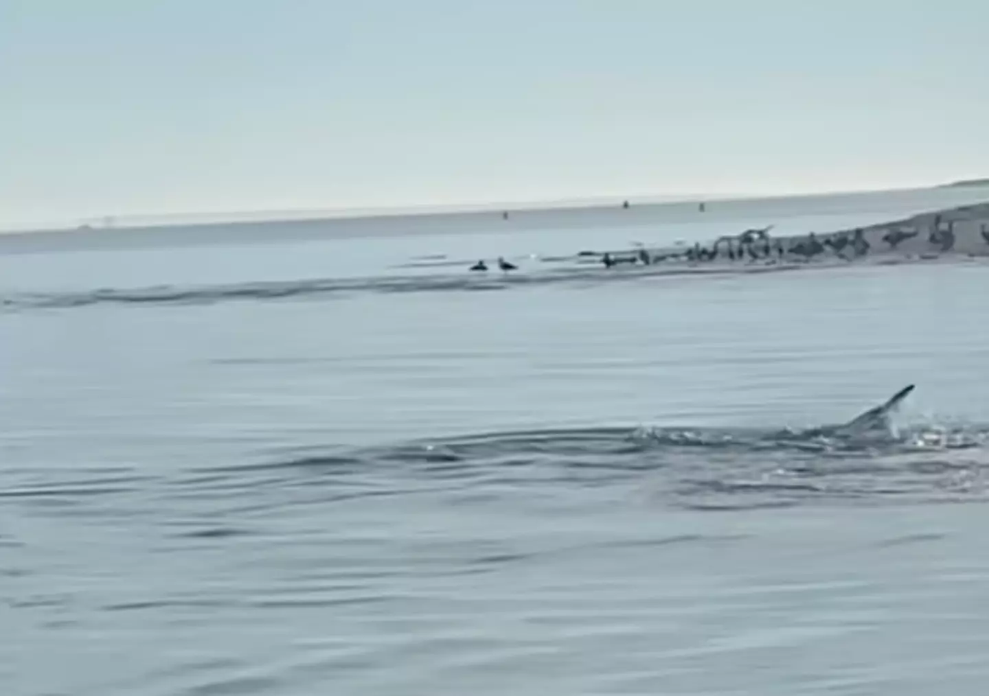 However, other viewers of the footage suggested it's likely a gator, baby whale or seal.