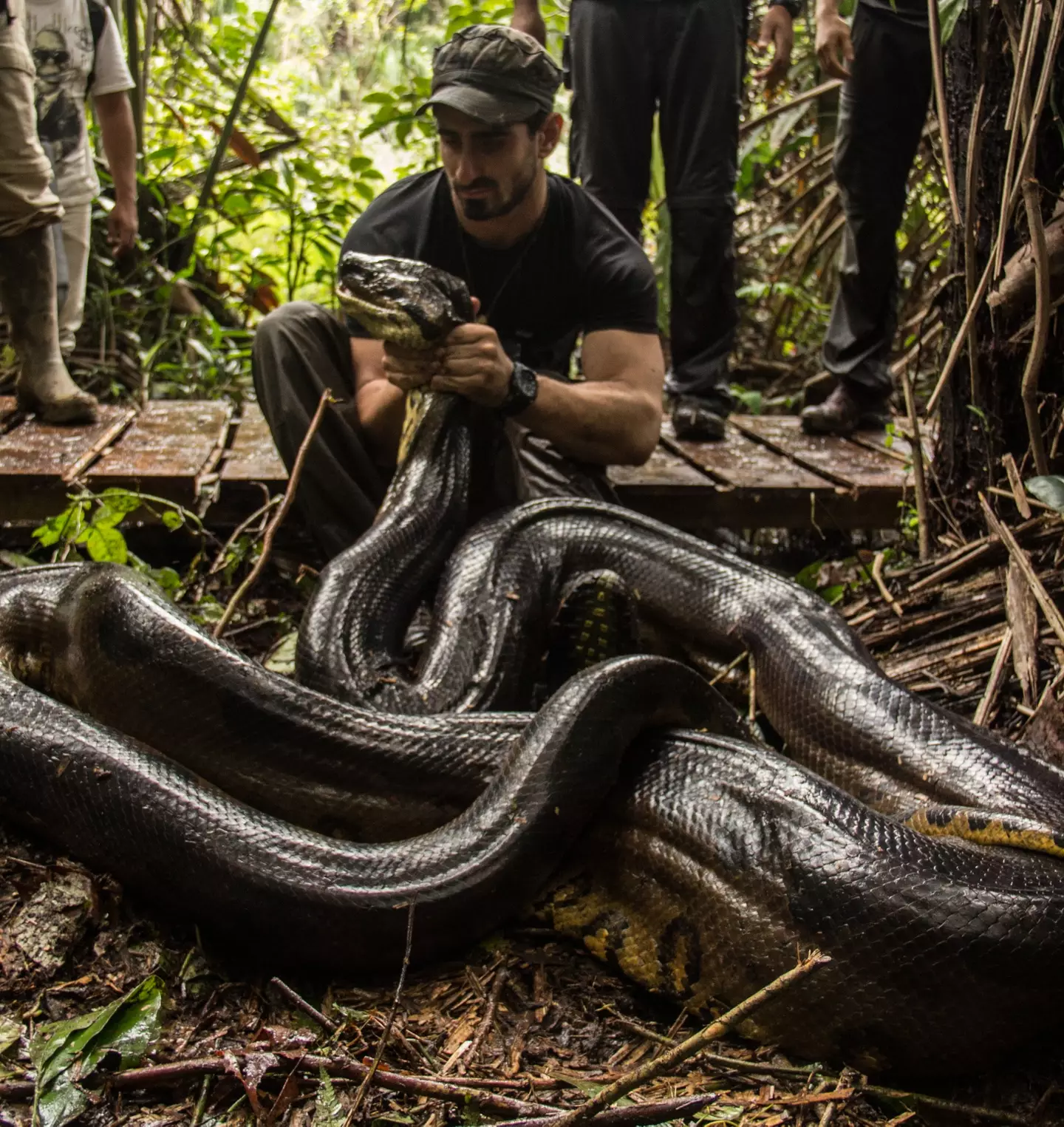 The nature expert has dealt with a number of predators in his time, but he insists that he'll never mess with an anaconda again.(Paul Rosolie)