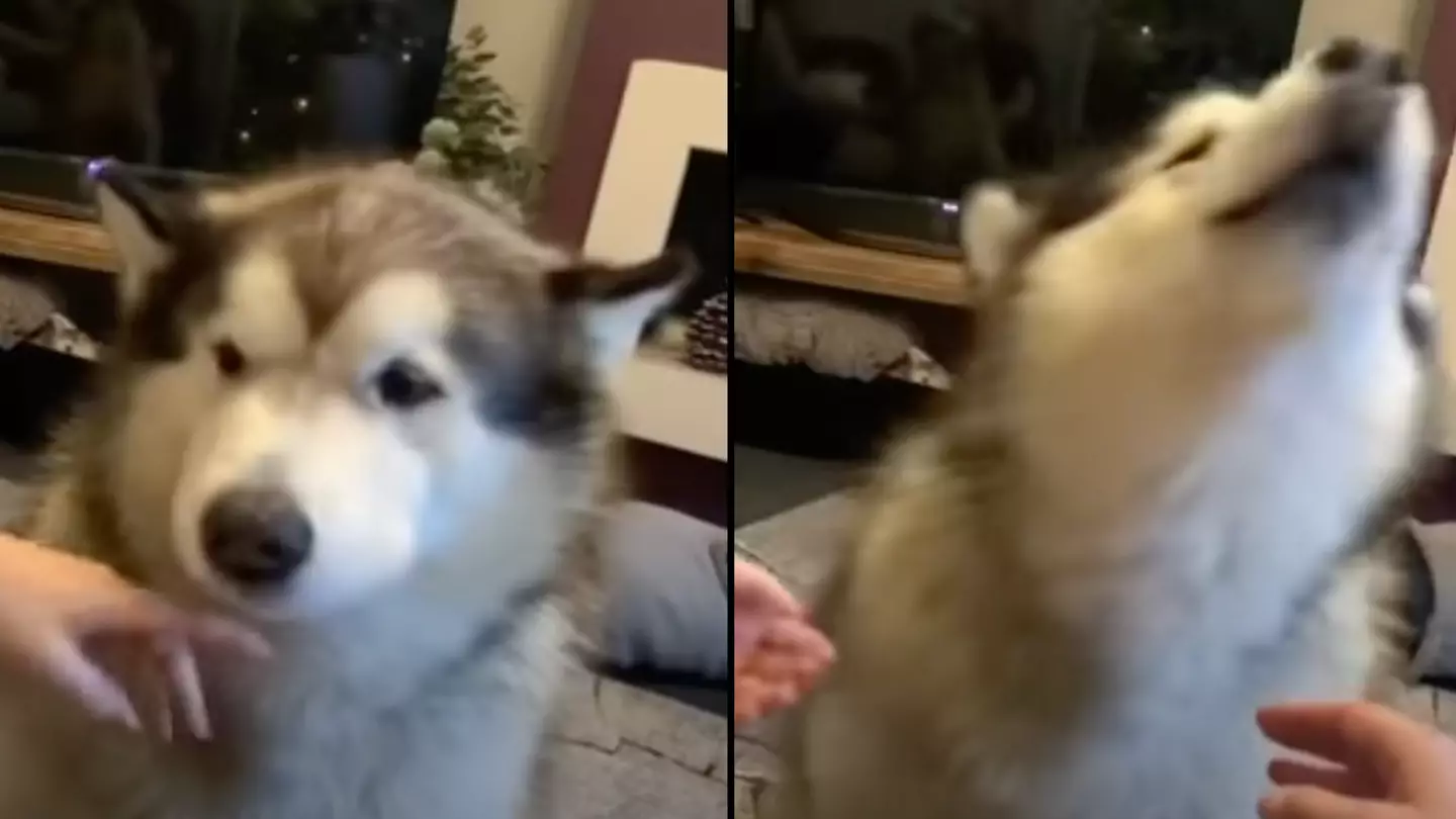 People in stitches as dog barks the ‘most articulate woof’ ever heard