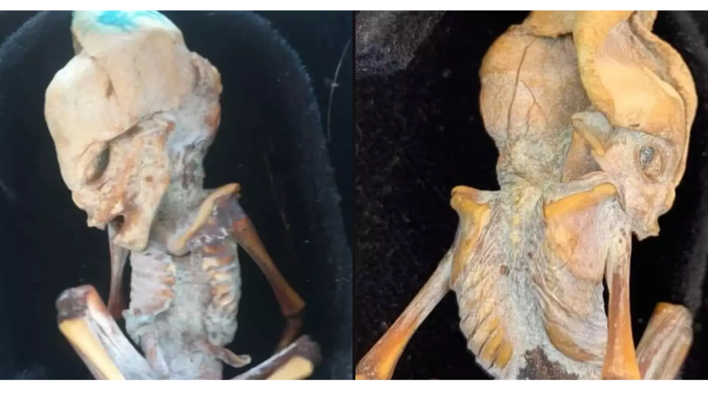 Scientists give verdict on 'humanoid creature' discovered that people believed could be alien