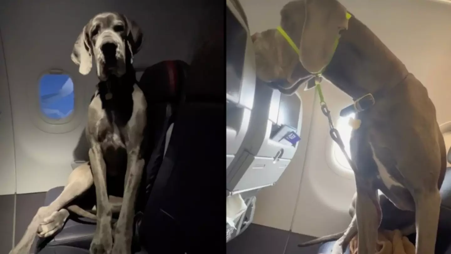 Dog owner has to pay for three seats so his great dane can travel with him on a plane