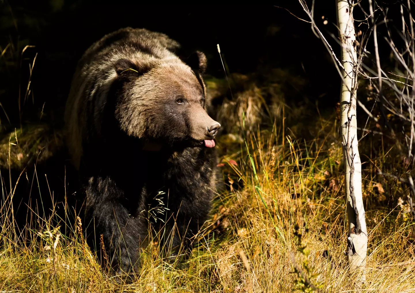 A grizzly bear in Banff National Park.