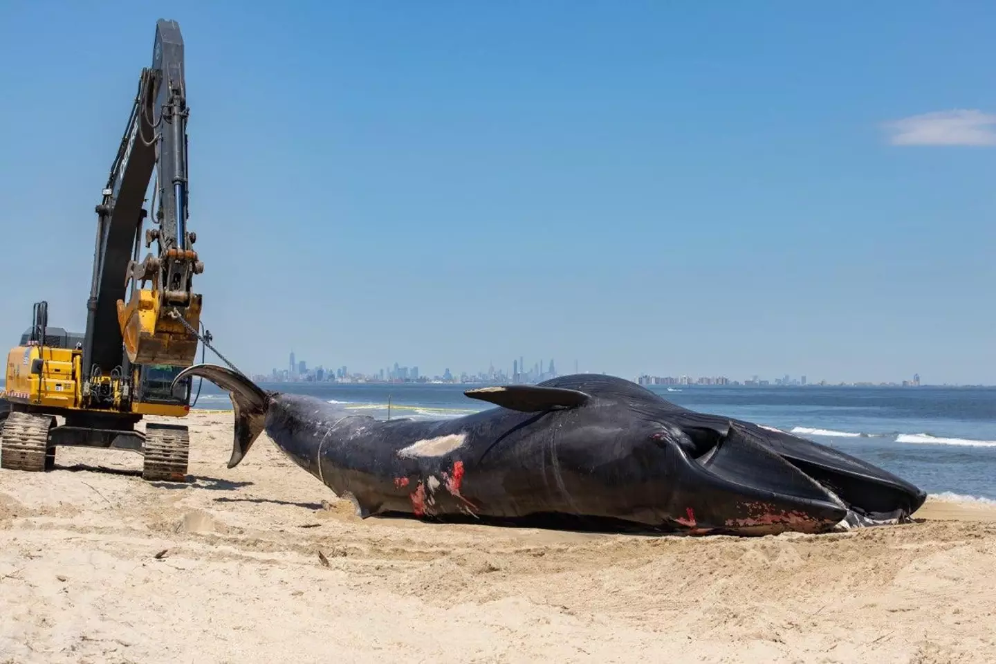 The deceased whale found on the bow of the MSC Cruise ship. (Michael McKenna / Marine Mammal Stranding Center)