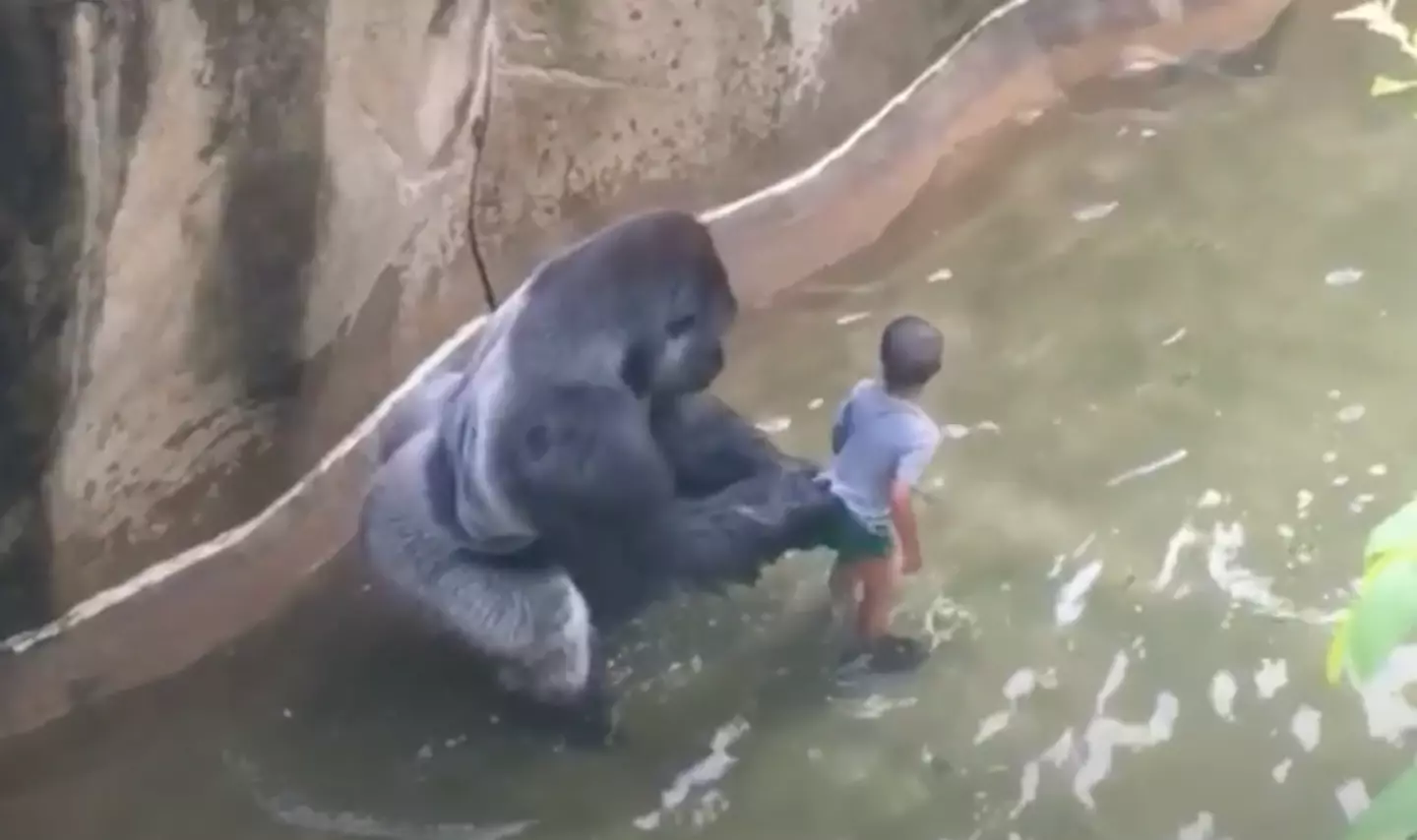 Harambe was shot after a boy managed to get into his enclosure.