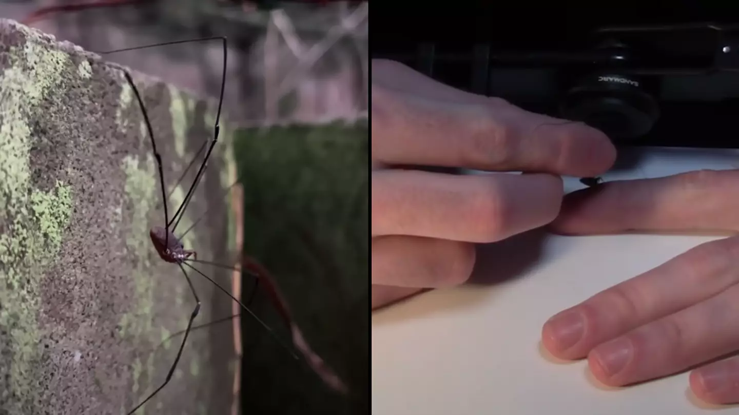 Man makes daddy long legs bite him to test if they are 'one of most venomous spiders in the world'