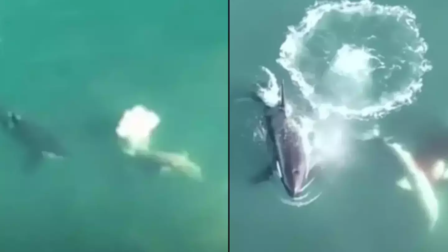 World's first aerial footage of killer whales hunting and killing great white sharks is nature at its most unforgiving