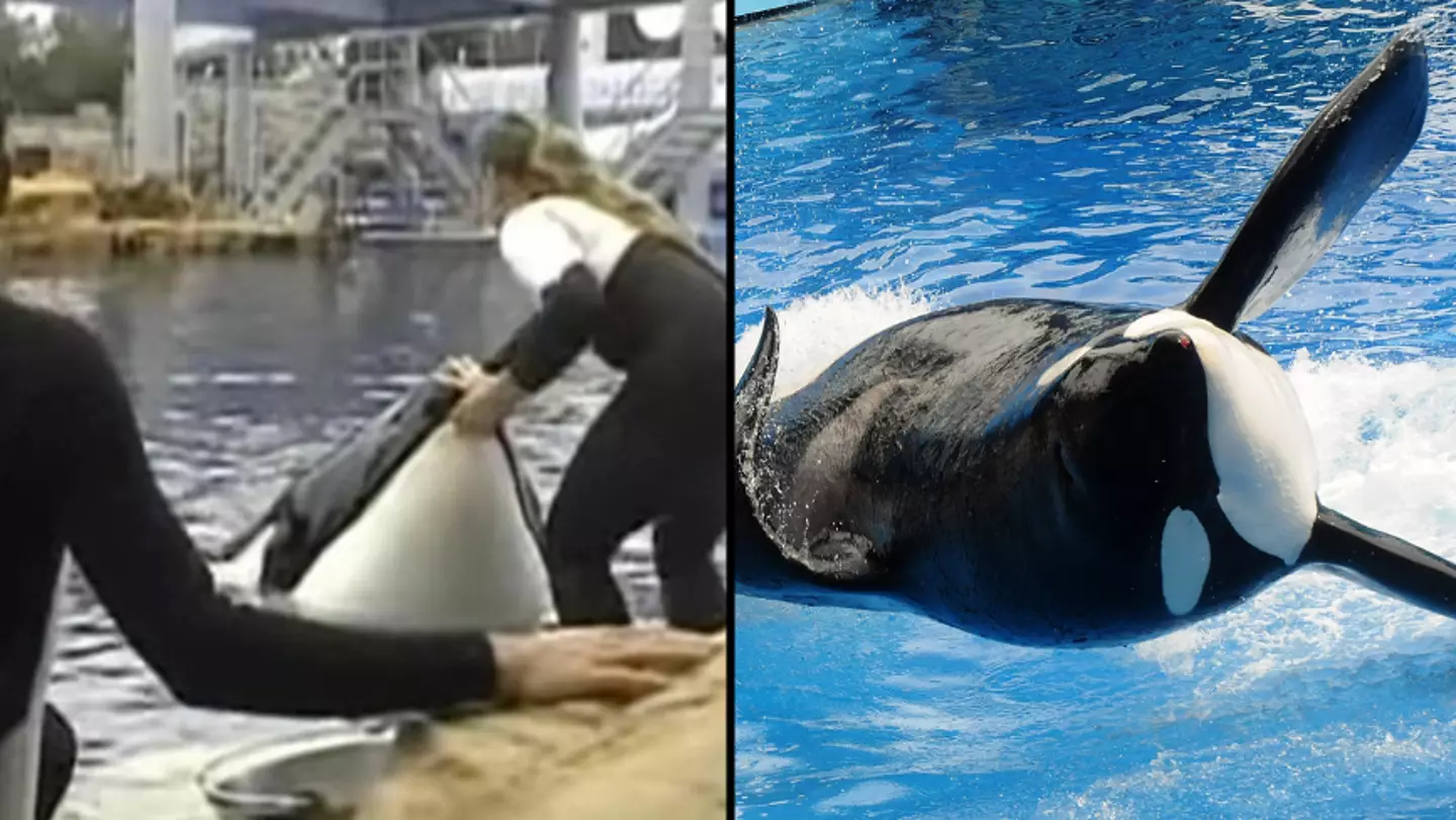 Chilling image shows SeaWorld trainer moments before she’s snatched into the jaws of trapped Orca