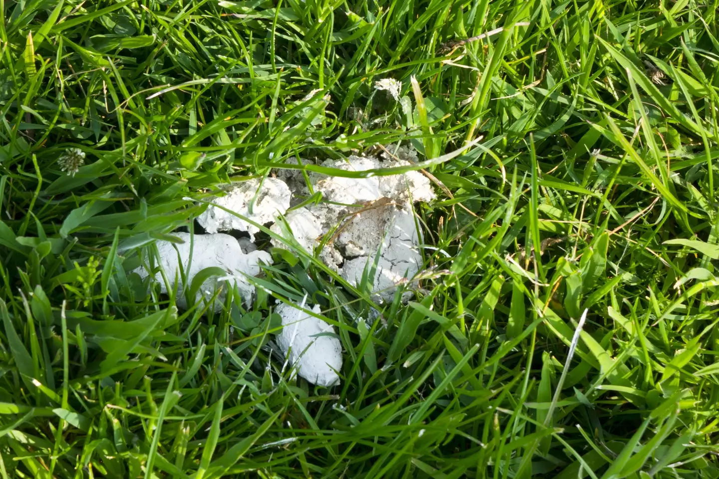 Plenty of people are wondering why we don't see as much white dog poo in parks and fields anymore.