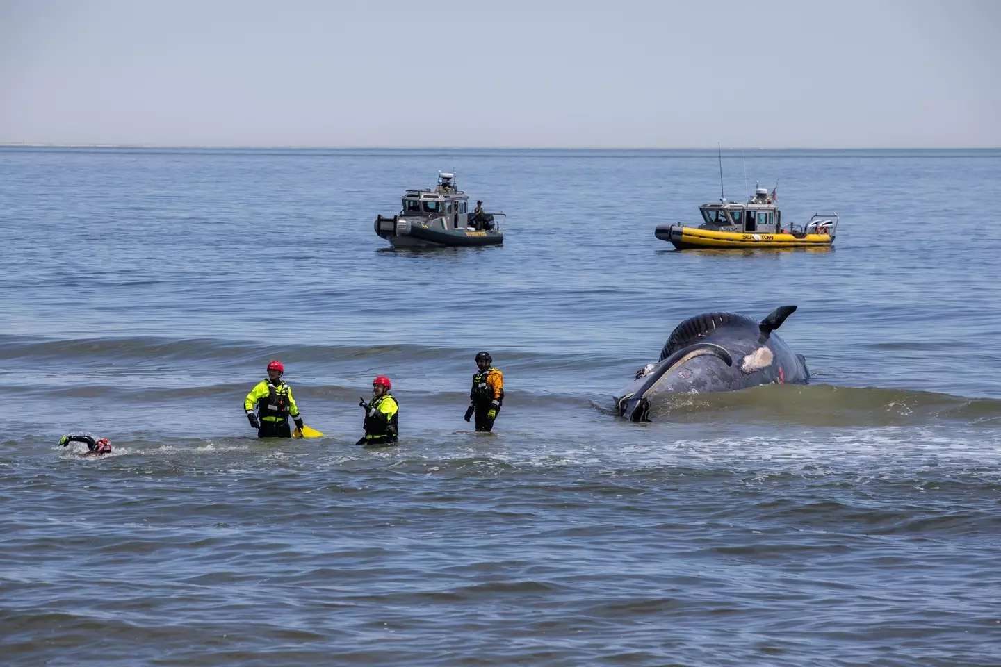 The whale during the necropsy. (Michael McKenna / Marine Mammal Stranding Center)