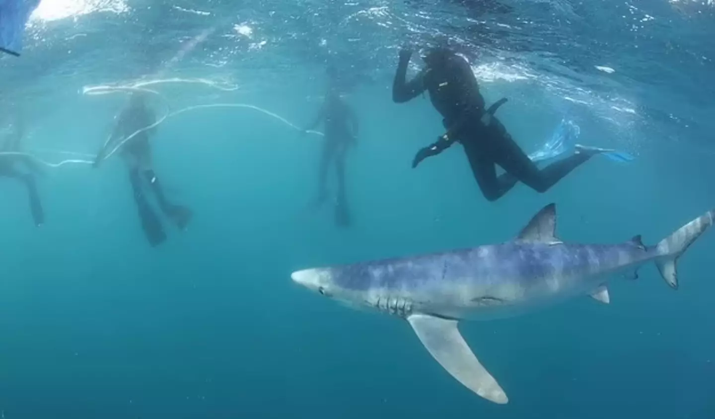 Blue sharks aren't uncommon. (Facebook/Blue Shark Snorkel Trips)