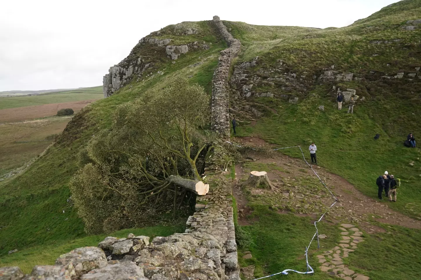 The felled Sycamore Gap tree, on Hadrian's Wall in Northumberland. (PA)