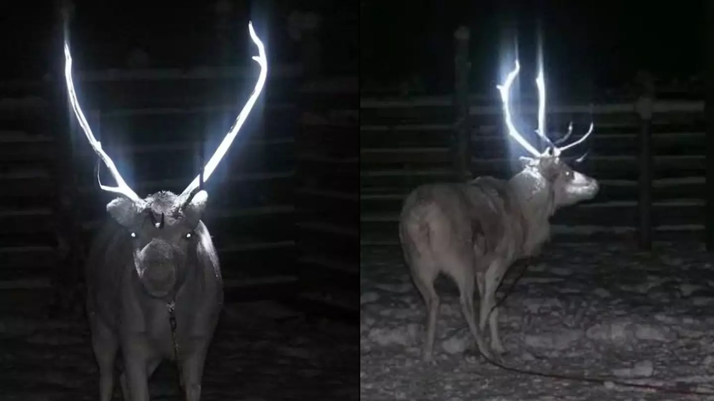 Tragic truth behind 'terrifying' reindeer with glow-in-the-dark antlers