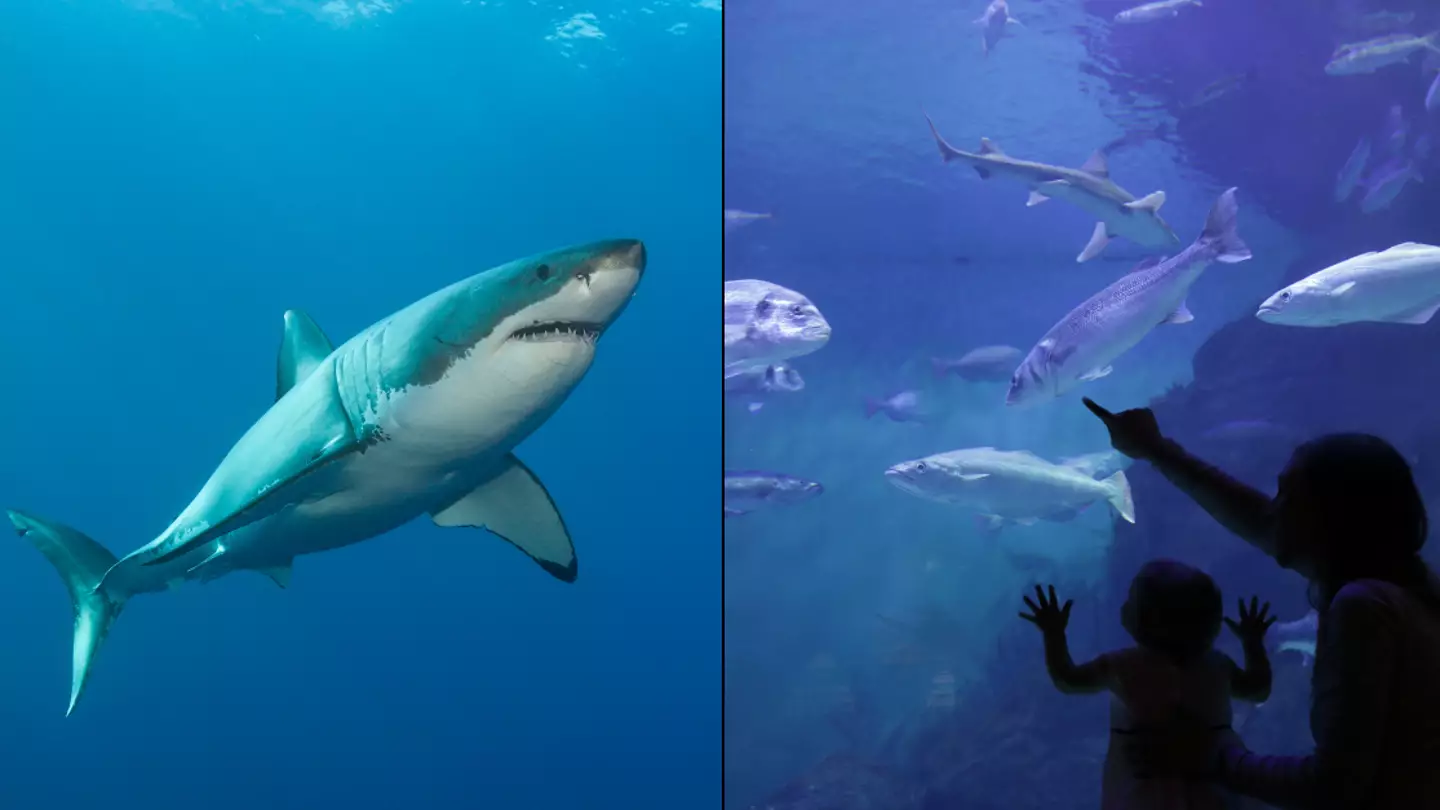 Tragic reason you'll never see a great white shark in an aquarium