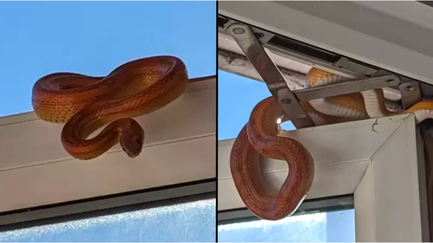 Woman horrified after snake tried to break into bedroom while she napped