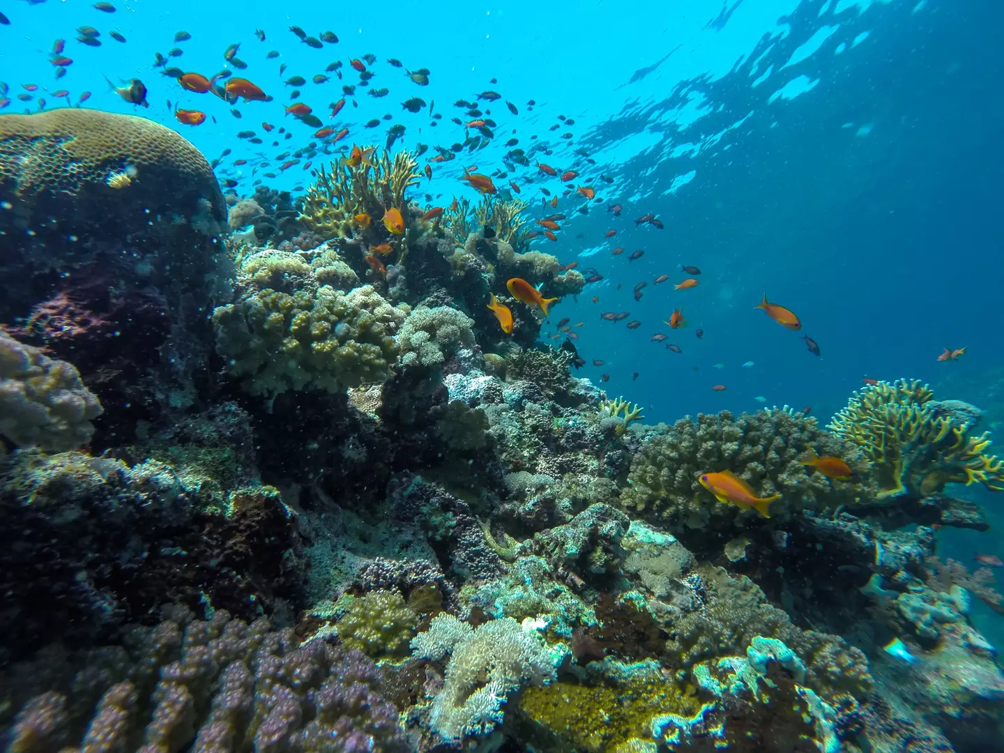يعج البحر الأحمر بالحياة البحرية، ولكن ليس في كل مكان، وليس بالضبط في القاع.  (صورة مخزنة) 
