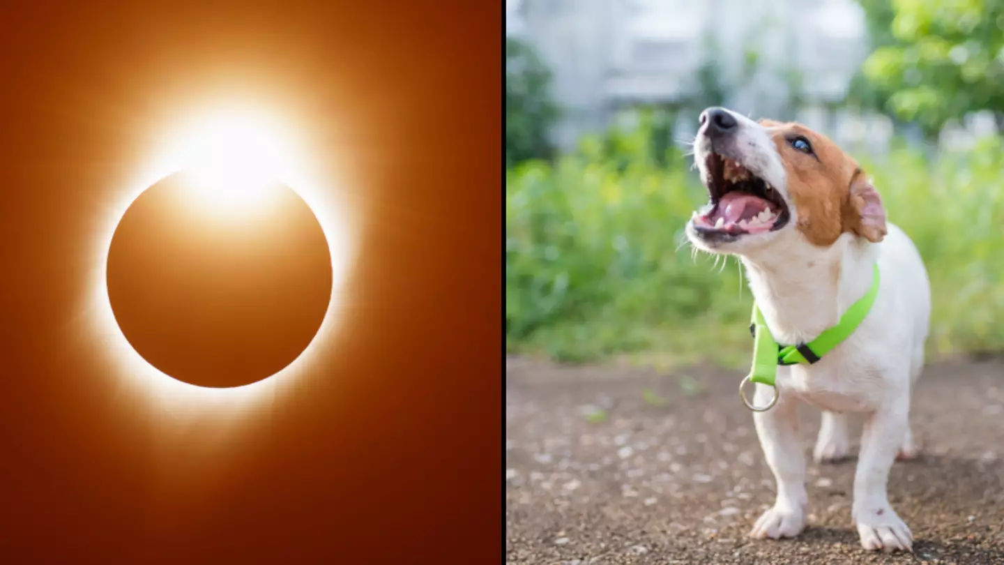 Warning to anyone with a pet ahead of solar eclipse later this month