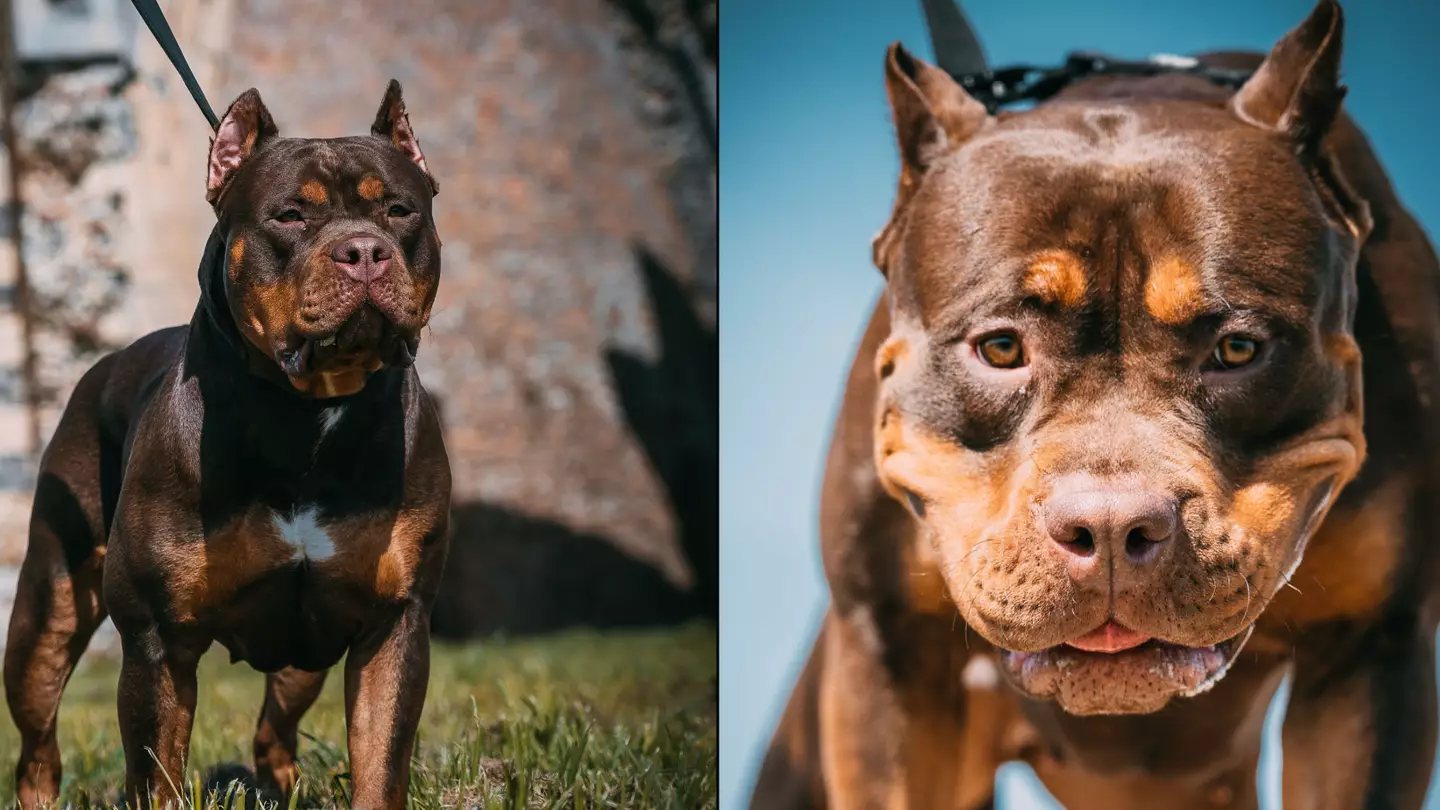 Strict new rules for XL Bully dog owners as ban comes into effect today