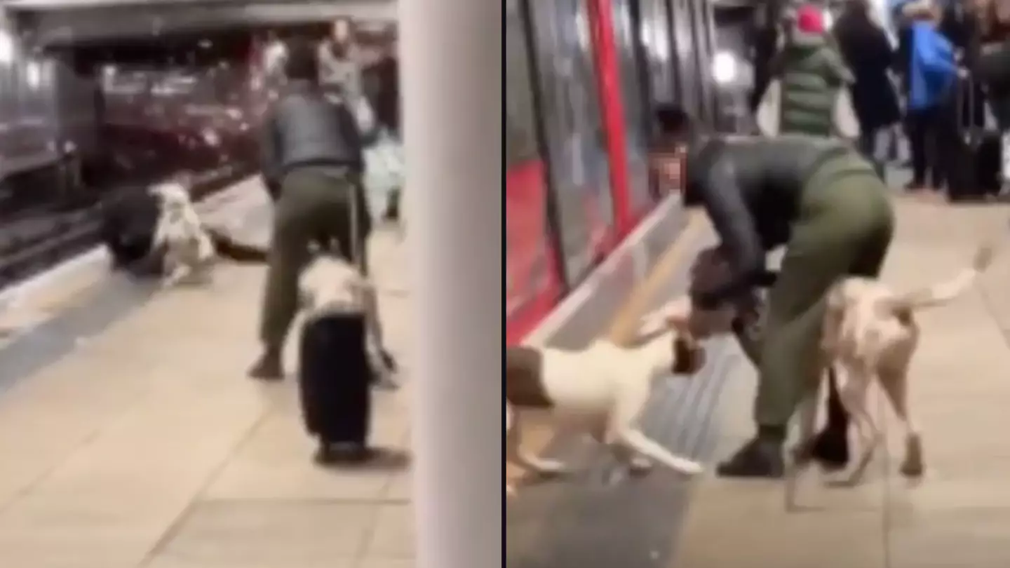 Dog mauls man on floor before almost dragging him in front of train