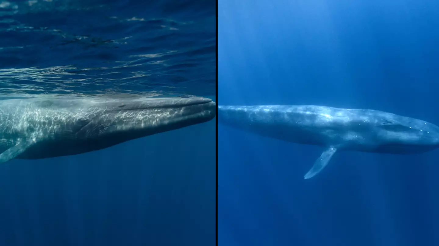 Average size of blue whale penis is longer than the tallest human