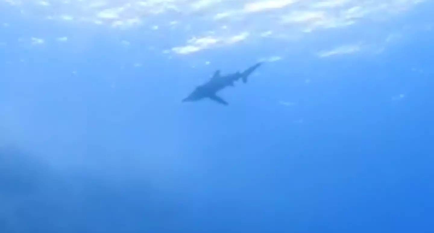 The shark was swimming harmlessly before being startled. (YouTube/scubasoul)