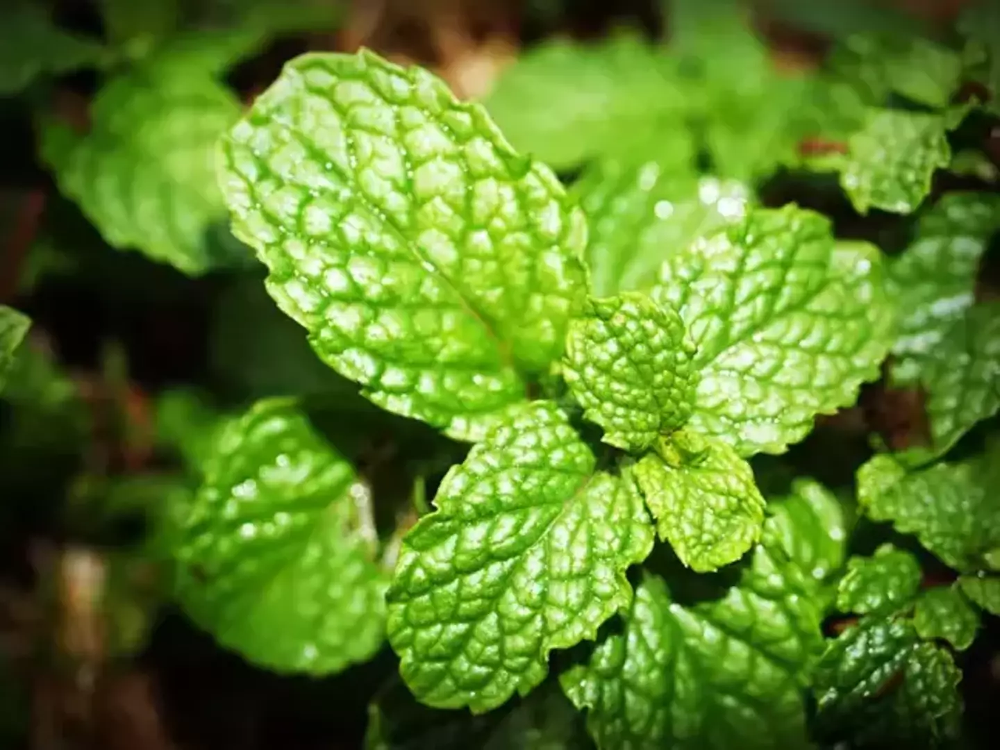 Spiders hate the smell of mint so they're less likely to be in the mood for sex if you've got mint plants around the house.