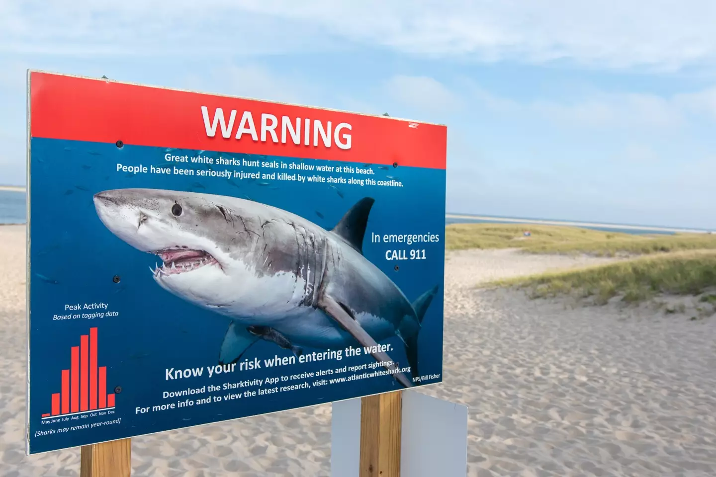 Most great white shark attacks are a case of mistaken identity, says Dr Newton.