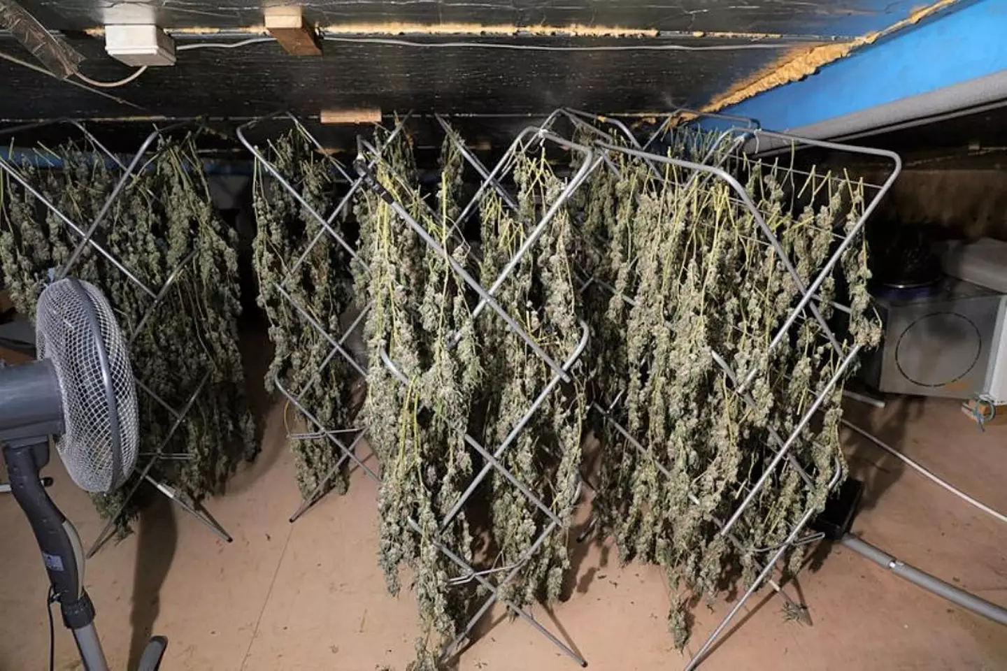 Police recovered more than 200 cannabis plants that were being grown.