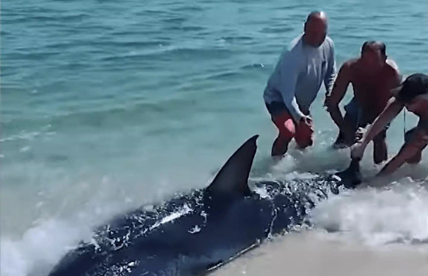 Thankfully, both humans and shark survived.
