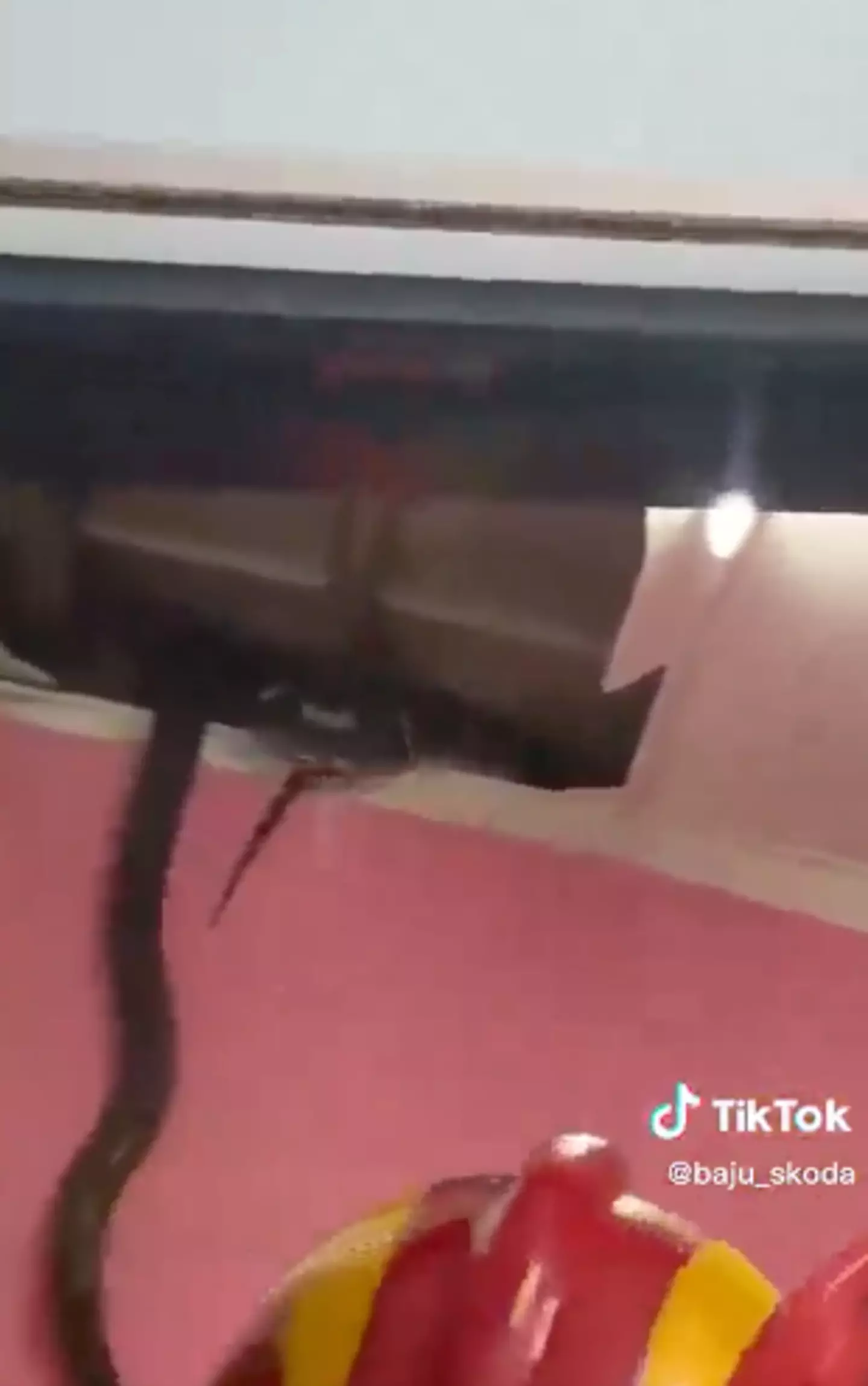 The viral snake video shared on TikTok is triggering viewers' Ophidiophobia.