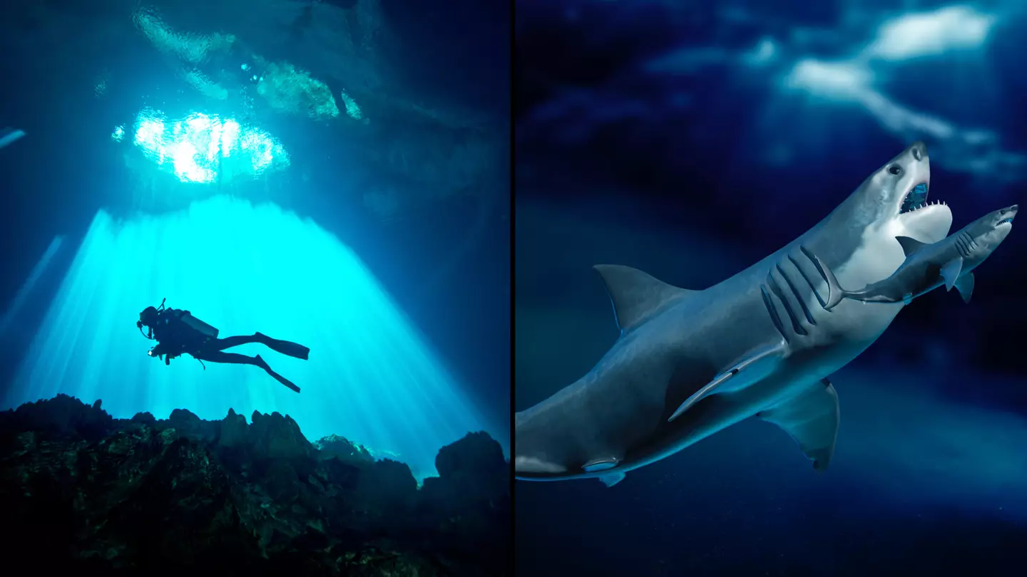 Divers have found Megalodon teeth in a flooded inland cave in Mexico
