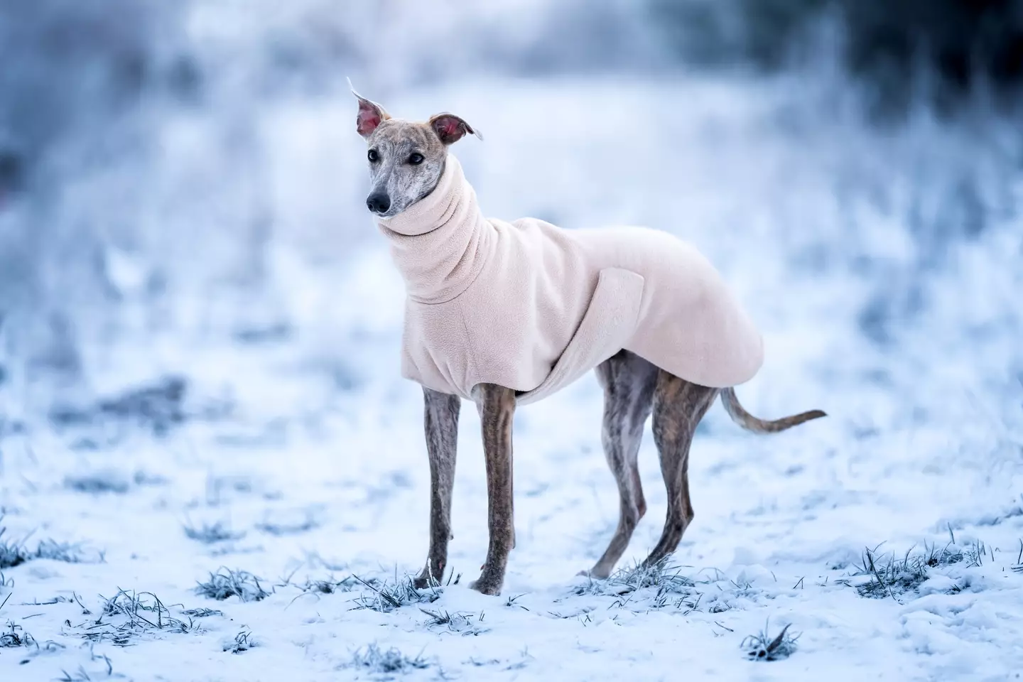 Whippets are an example of a dog that might be more vulnerable to the cold.