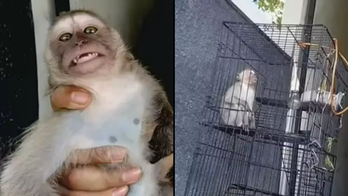 Two Brits charged as part of global ring that paid for monkeys to be tortured on camera