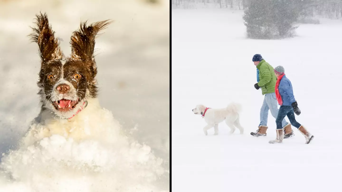 Warning to pet-owners over walking your dog in the snow