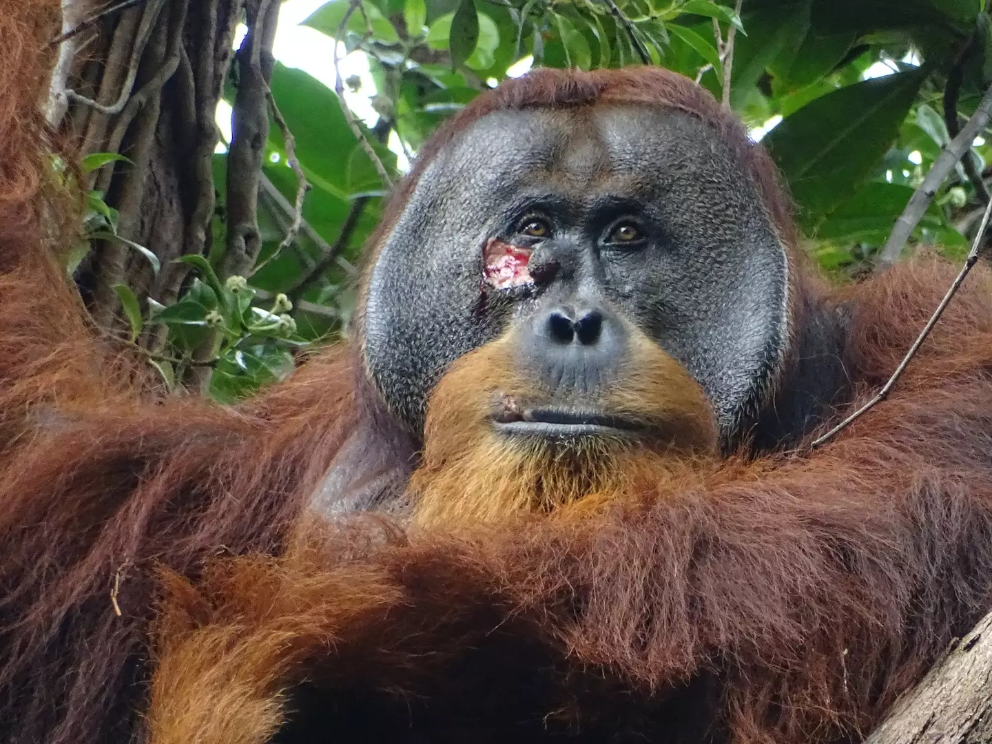 The Orangutan treated his face. (Max Planck Institute of Animal Behavior)