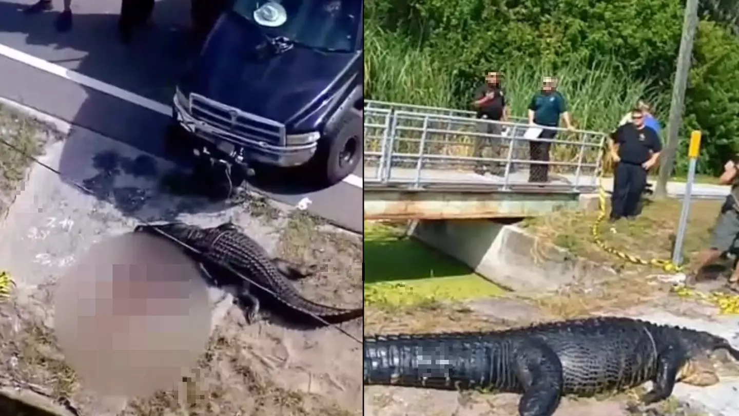 Horrifying footage shows moments after 14ft alligator with bloated stomach ate woman
