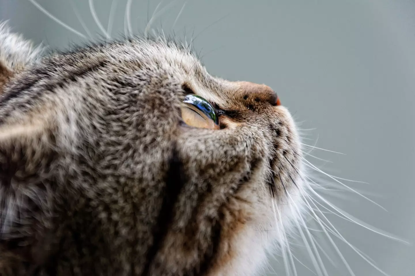 The first case of the deadly cat virus has been confirmed in the UK.