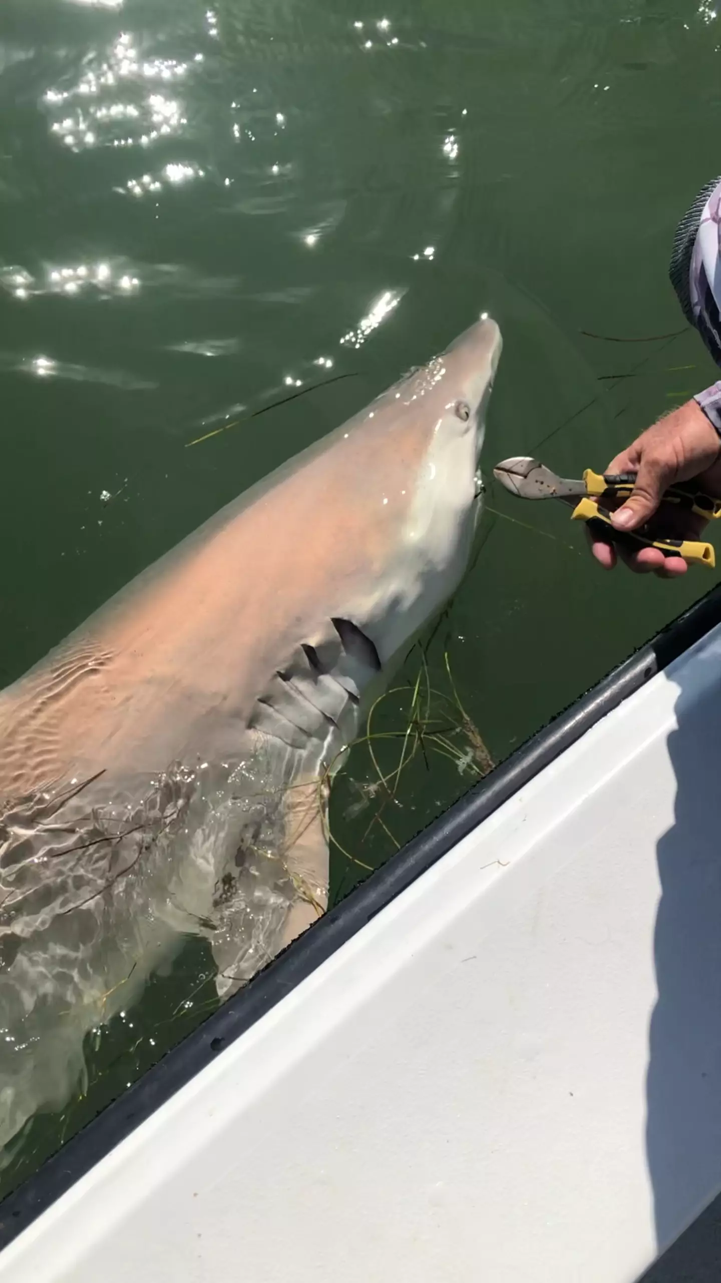 Dave Perkins has caught and released nearly 1,000 sharks in his lifetime.