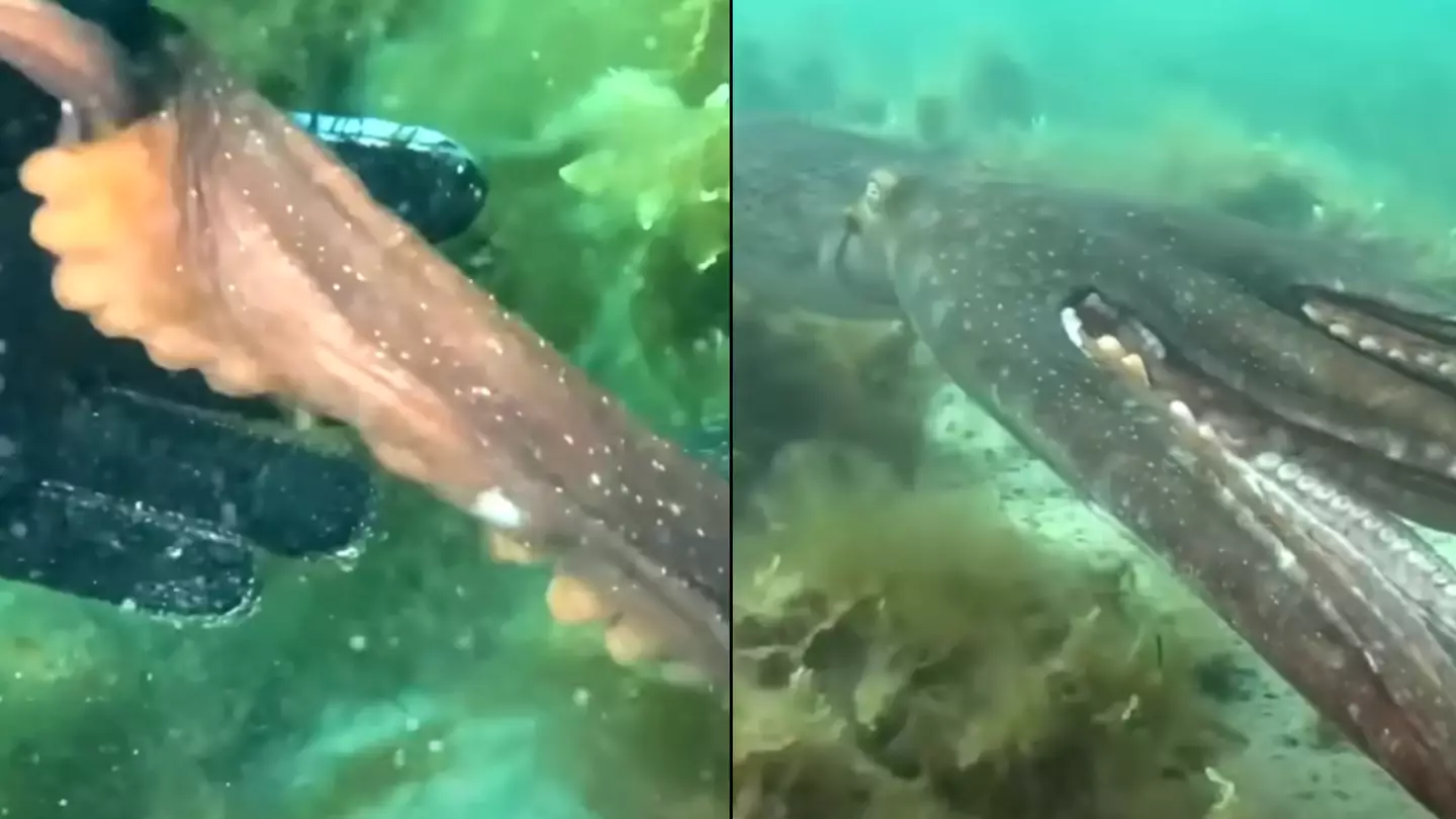 Diver mindblown after 'intelligent' Octopus grabs her hand and leads her to hidden treasure