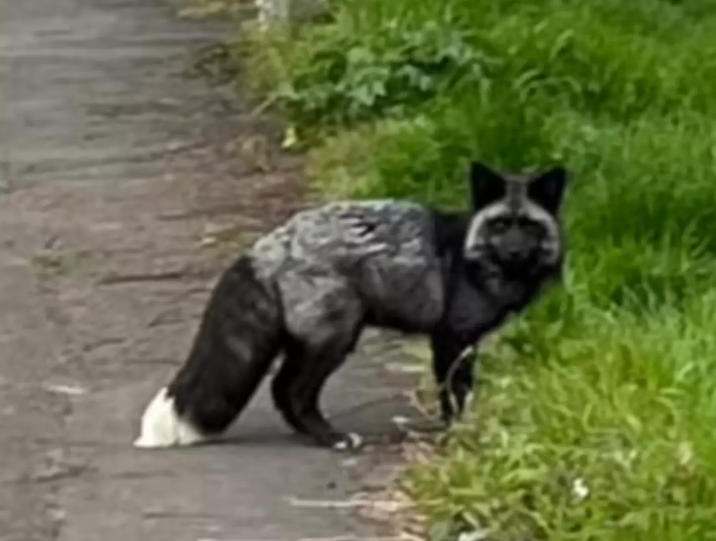 The fox was seen in south Wales.