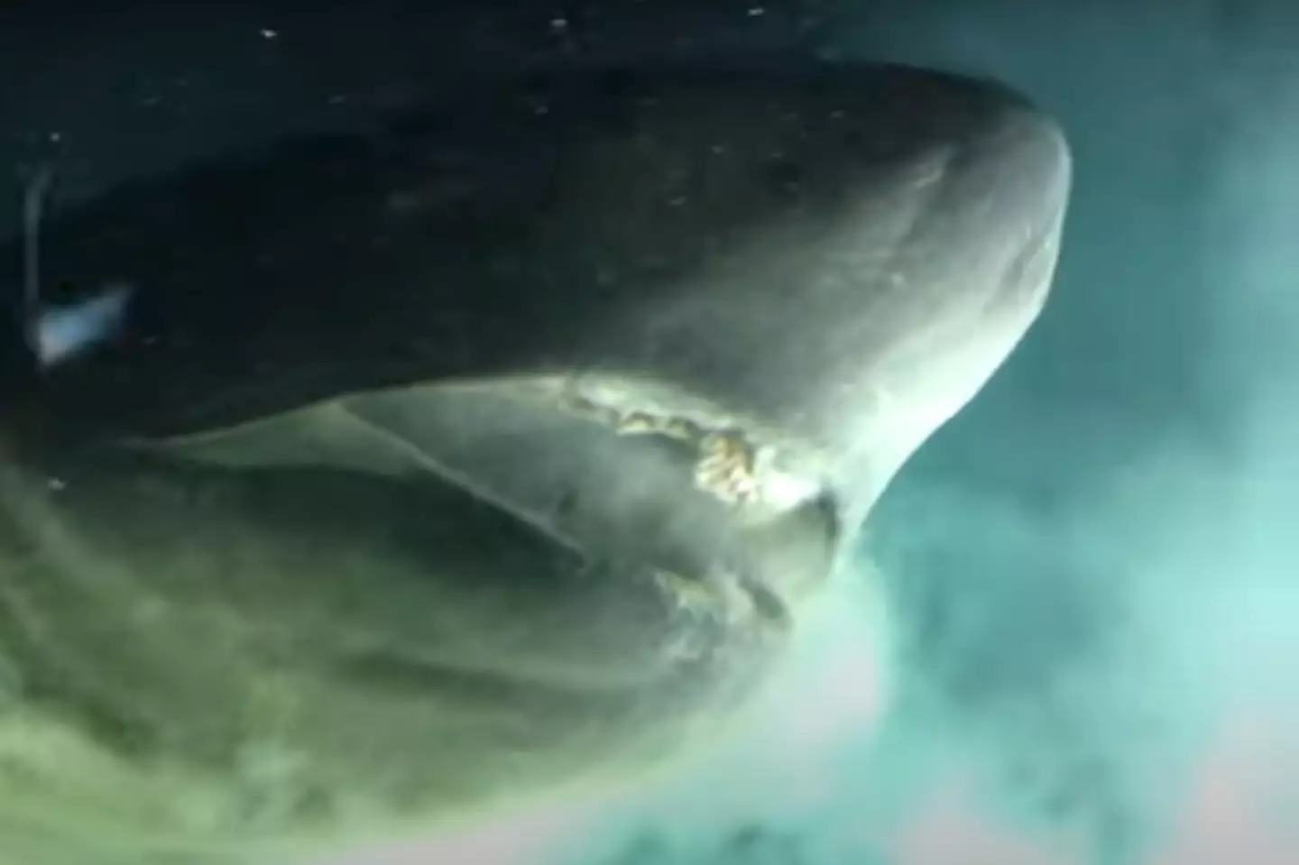 The pre-historic shark helped the team tag an animal from a submersible for the first time ever. (Youtube/OceanX)