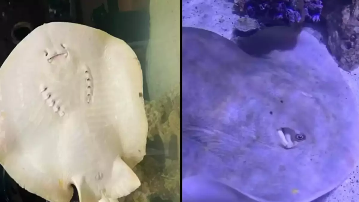 Charlotte the virgin stingray that got pregnant by herself has died