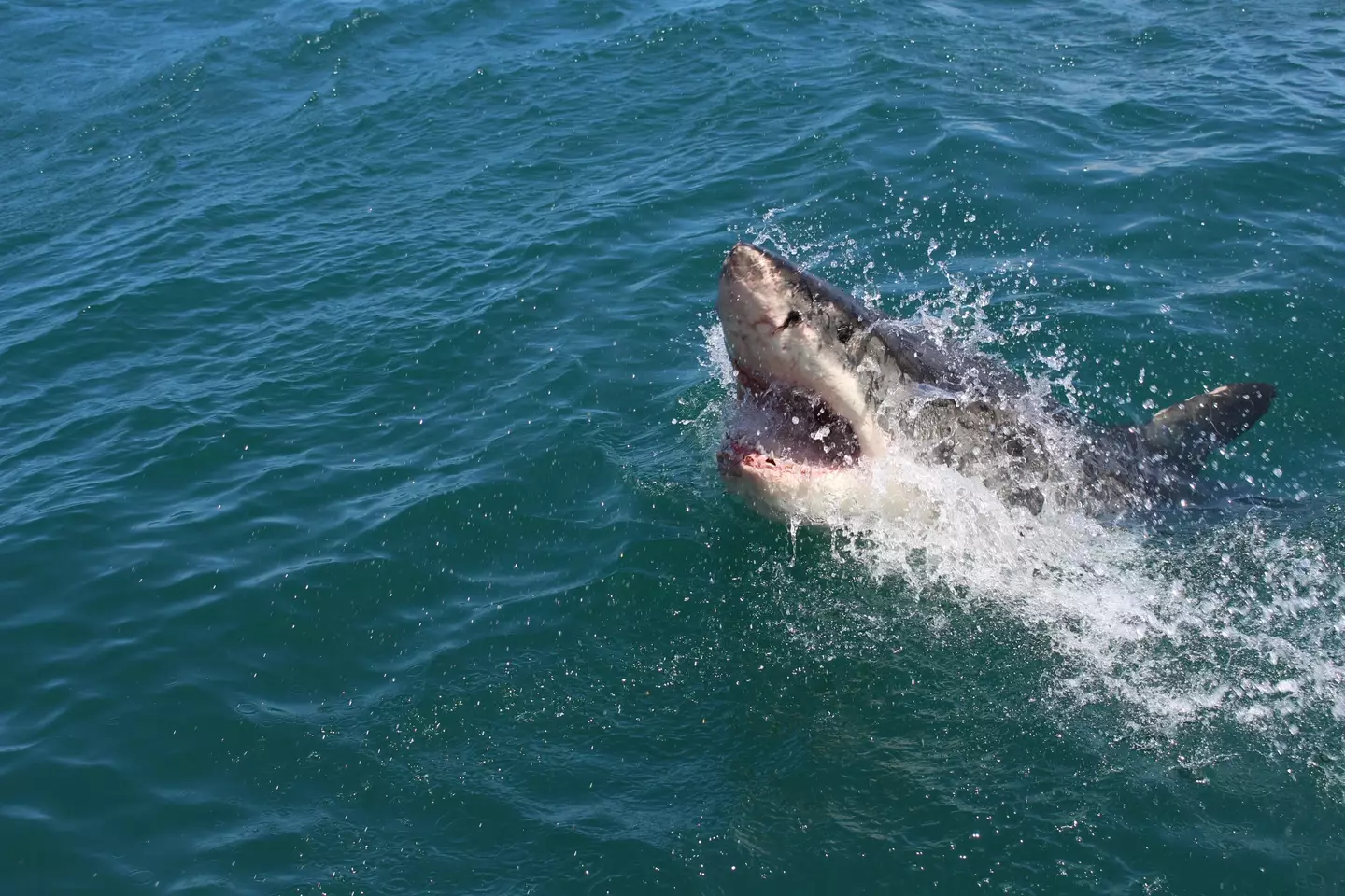 A great white shark sighting in the UK could be closer than you think.