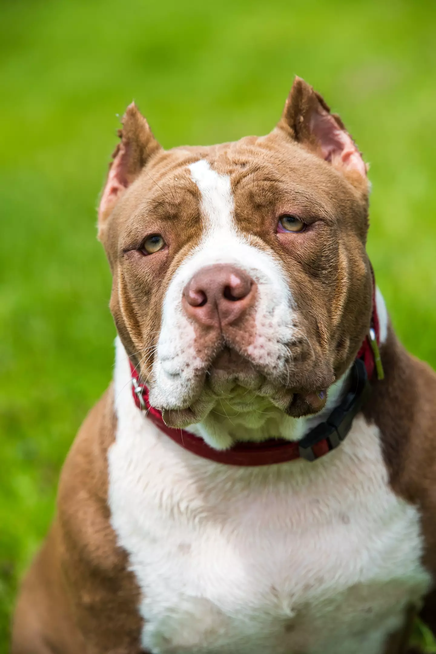 XL bullys have become a popular breed in the UK in recent years.