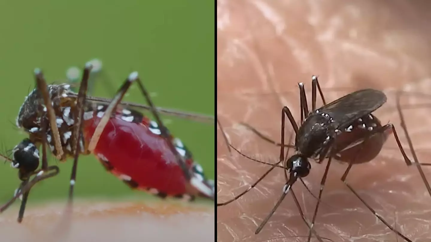 What to do if you get bitten by deadly mosquito making its way to UK