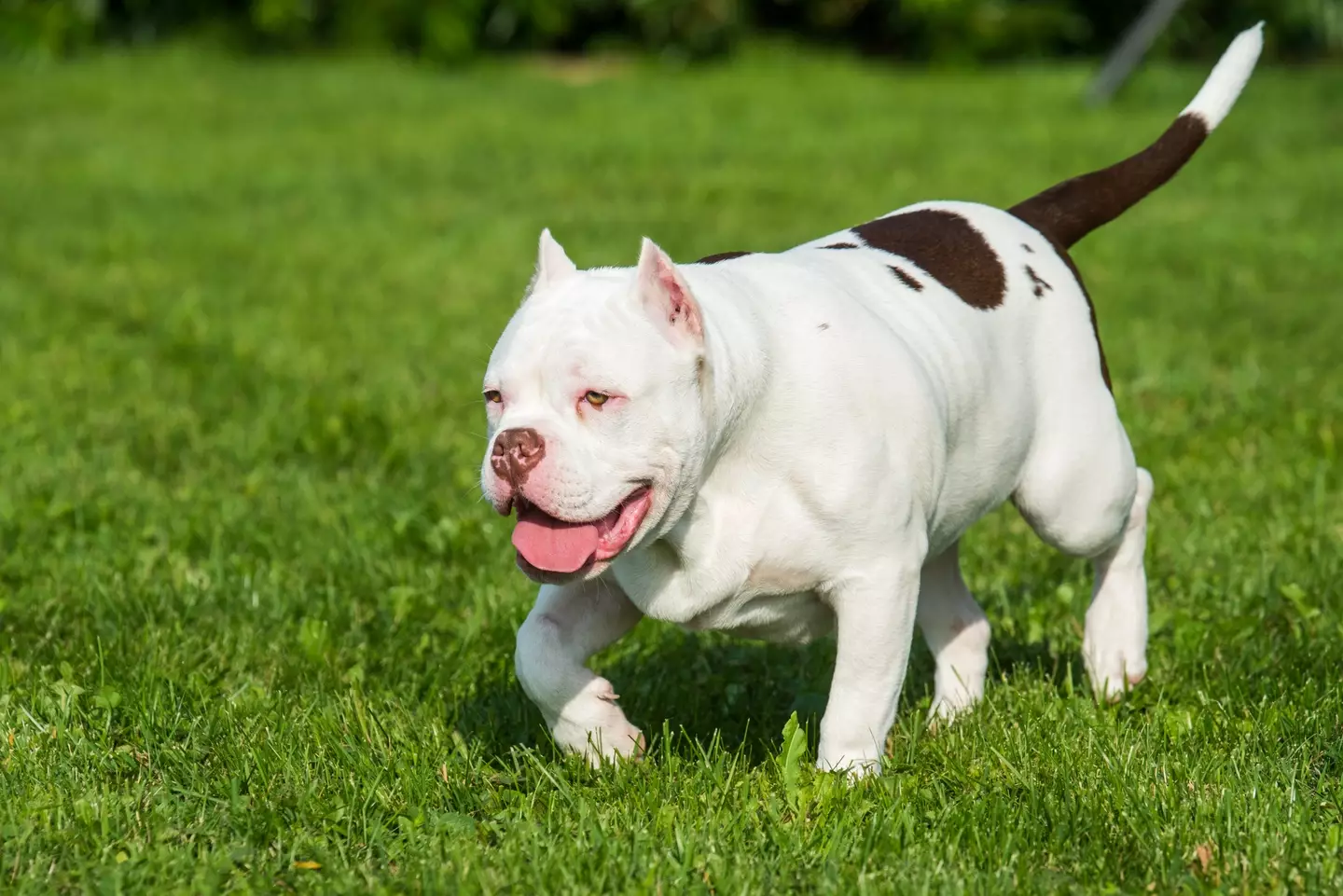 XL bullys will be banned by the end of the year.